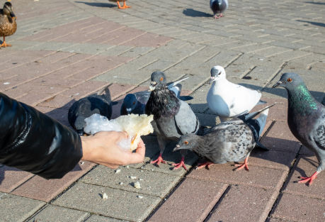 Valencia Cuts Its Pigeon Population by 9% Under Emergency Plan