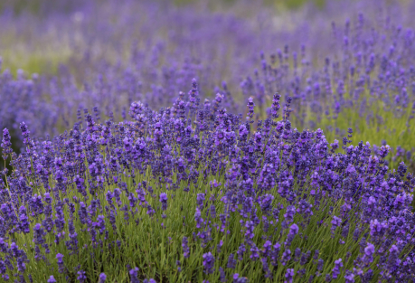 Ademuz Celebrates Its "Lavender Month" with Field Tours, a Market, and Lavender Menus