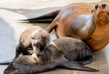 Valencia's Oceanogràfic Welcomes Rare Sea Lion Twins
