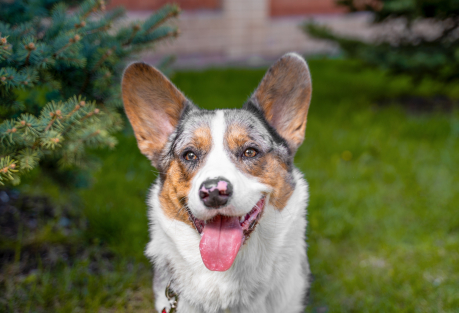 Spain Now Has More Pets Than Young People Under 30 — Over 15 Million, Official Data Shows