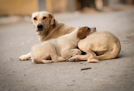 Spain Tops Europe for Pet Abandonment, New Report Finds