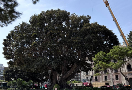 Valencia Begins Work to Protect Its Famous Centenary Ficus in the Jardines de la Glorieta