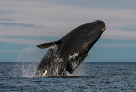 Whale-Watching Season Begins off Dénia — 62 Fin Whale Sightings in a Month
