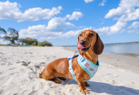Dog Days of Summer: The Ultimate Guide to Pet-Friendly Beaches in Valencia