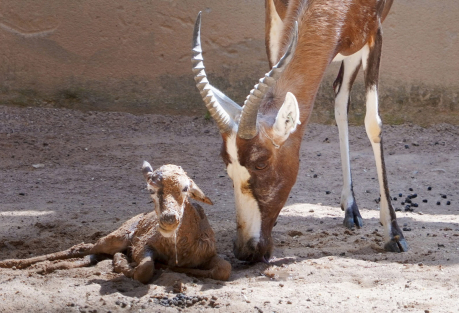 A Blesbok Calf Is Born at Bioparc Valencia — Part of Spain's Largest Herd