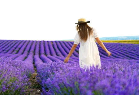 The Lavender Fields Near Valencia — and the Myth About Their Calming Scent