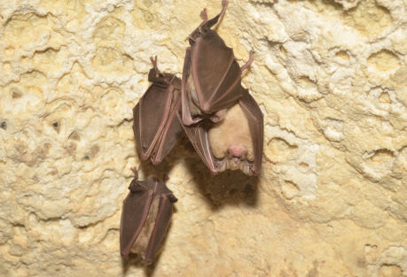 Those Black Boxes on Valencia's Trees Are Bat Houses — and the City Needs Them