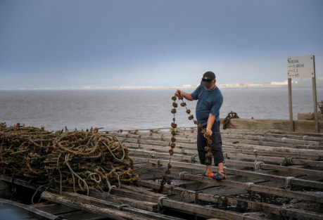 Clóchinas Are Back: Valencia's Tiny Local Mussels Are Only on Sale Until August