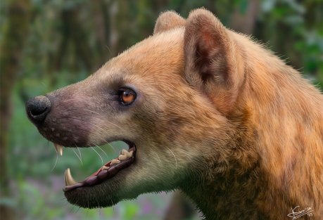 Scientists Describe a New Extinct "Bear-Dog" Species Found at a Barcelona Province Site