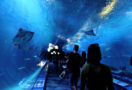 The Complete Guide to Valencia's Oceanogràfic: Tickets, Shows, Food, and Prices