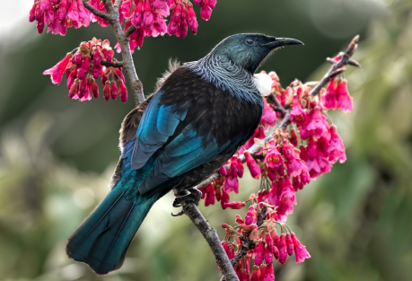 Growing, blooming, and chirping: apps that help you understand Spain’s nature