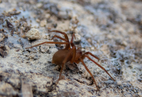 Venomous Chilean Recluse Spider Recorded in Portugal for the First Time