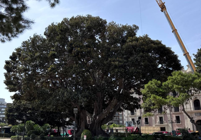 Valencia Begins Work to Protect Its Famous Centenary Ficus in the Jardines de la Glorieta