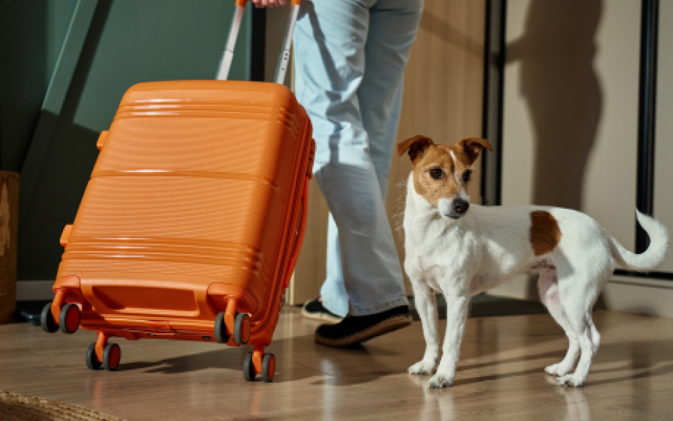 Travelling with Pets in Europe: EU Toughens Rules and Fines from 22 April