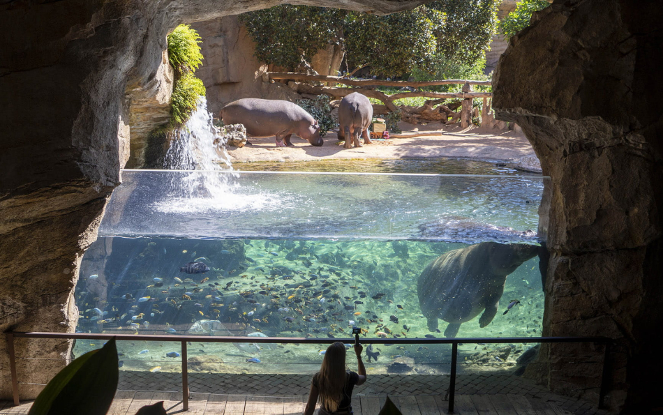 Valencia's Bioparc Threw a Joint Birthday Party for Its Hippos — With a Beetroot and Pumpkin Cake