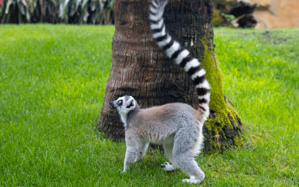 Discounted tickets to Valencian bioparc