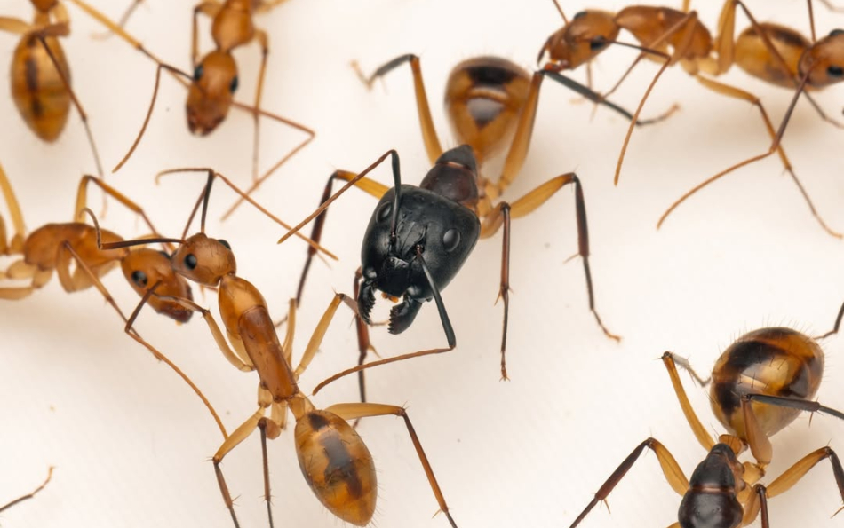 Surgeon Ants Arrive at Bioparc: Watch a Giant Colony at Work