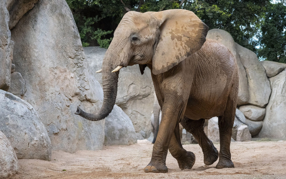 Tragedy at Bioparc Valencia: Endangered Elephant Miri Dies in an Accident