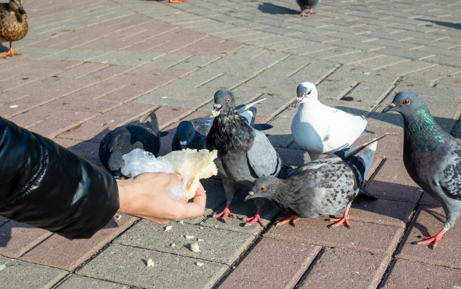Valencia Cuts Its Pigeon Population by 9% Under Emergency Plan
