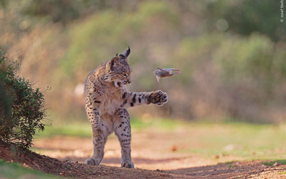 Striking Image of a Spanish Iberian Lynx Wins Global People’s Choice Award