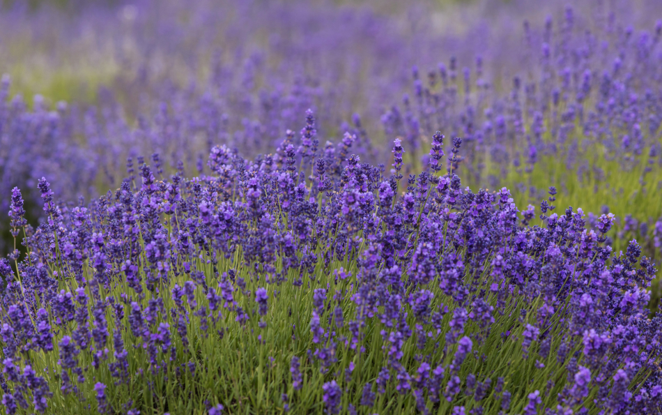 Ademuz Celebrates Its "Lavender Month" with Field Tours, a Market, and Lavender Menus
