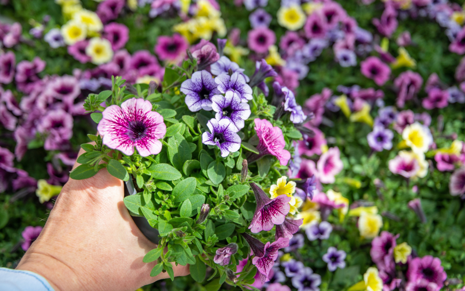 Summer Garden on a Budget: Lidl Launches Seasonal Plant Collection Starting at €2