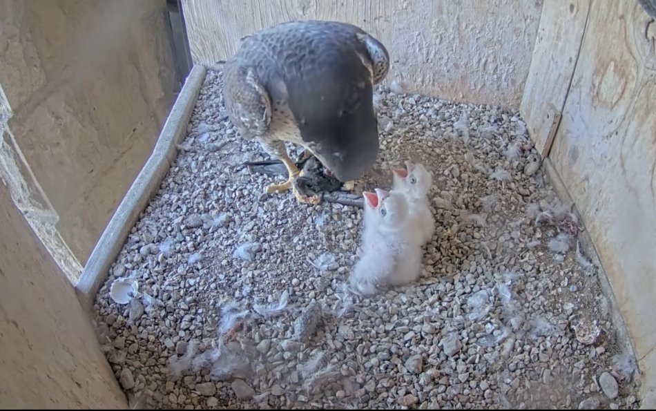 Peregrine Falcon Chicks Hatch Atop the Sagrada Família