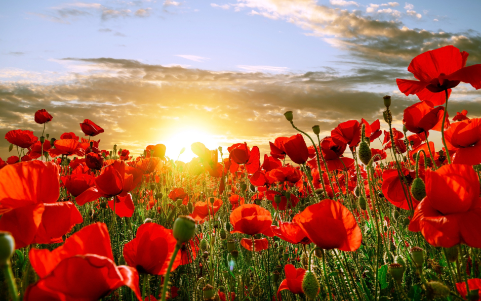 Scarlet Fields and Lavender Blooms: Discover the Seasonal Magic of Campo Arcís