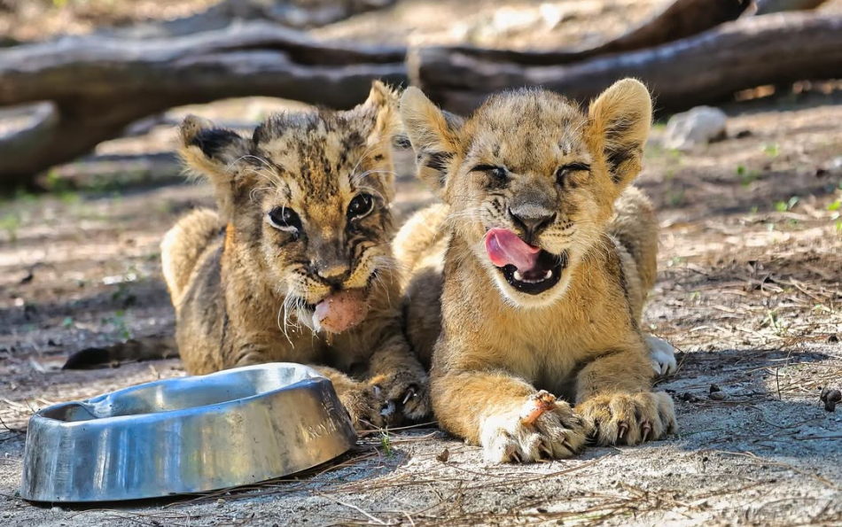 Wild Encounters Near Valencia: The Safari Park Where Lions and Giraffes Roam Free