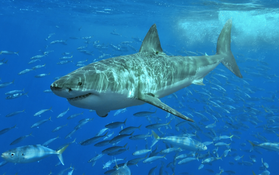 Great white shark came back to the Spanish waters