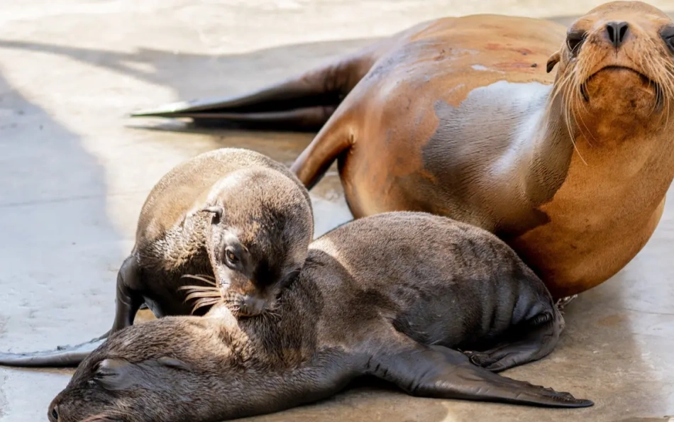 Valencia's Oceanogràfic Welcomes Rare Sea Lion Twins