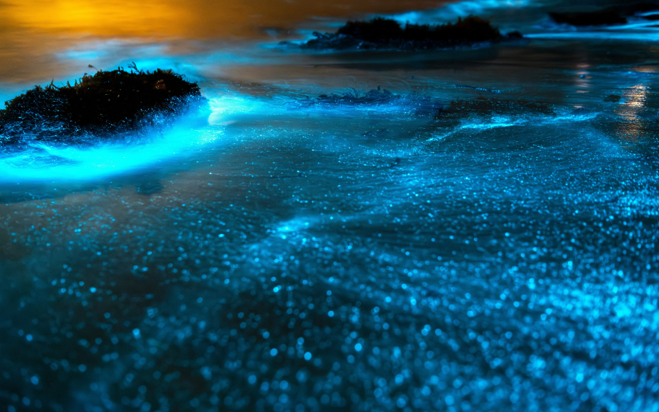 Glowing Seas of Spain: Where to See Bioluminescence Along the Coast