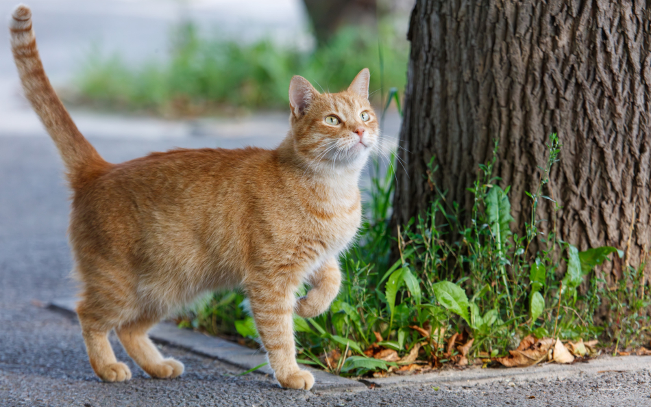 Prowling Far from Home: Spanish Scientists Reveal Just How Far Cats Wander