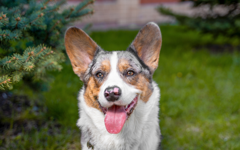 Spain Now Has More Pets Than Young People Under 30 — Over 15 Million, Official Data Shows