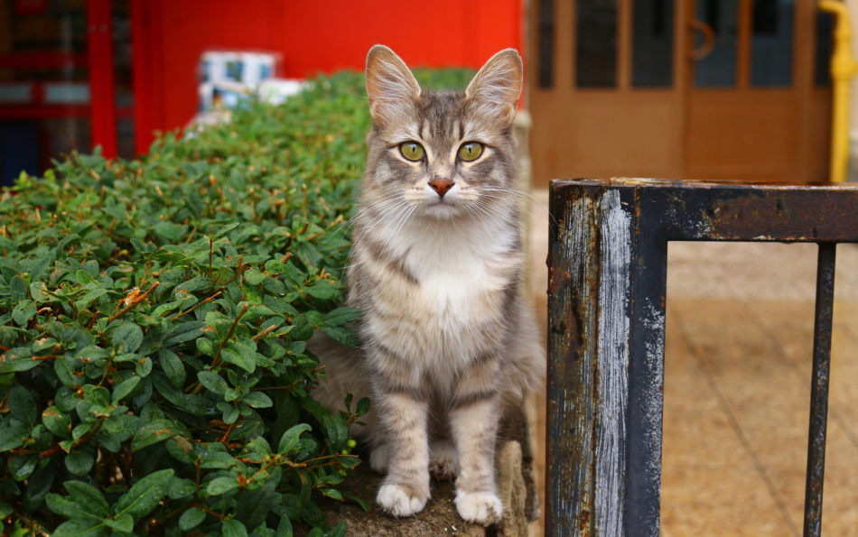 Valencia Has Opened Spain's First Municipal Veterinary Centre Dedicated Entirely to Stray Cats