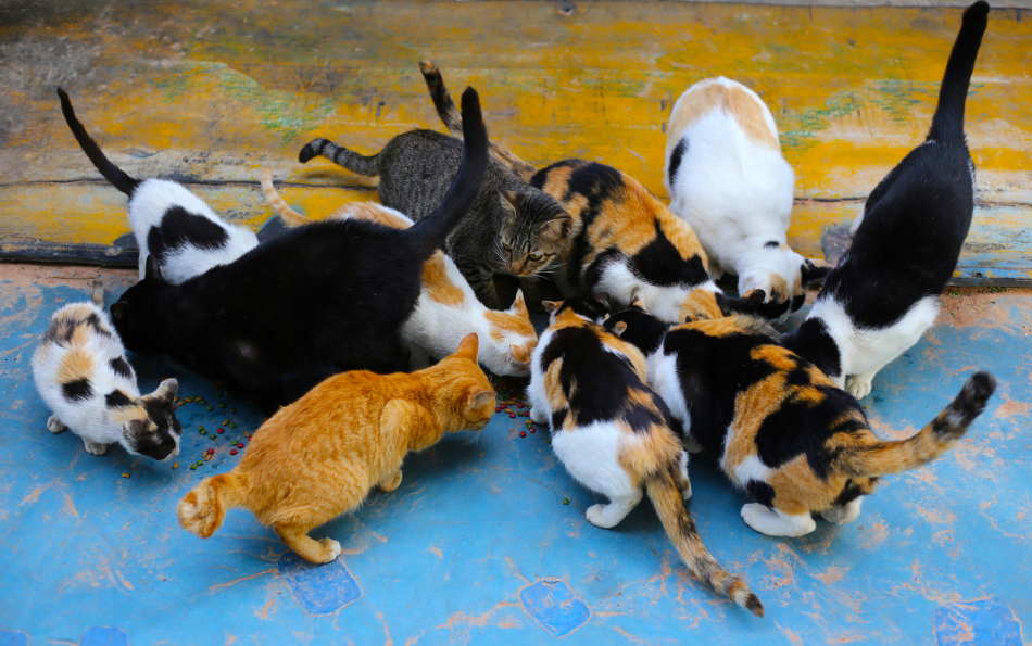 Feeding Stray Cats in Spain Without a Licence Can Now Cost You Up to €200,000