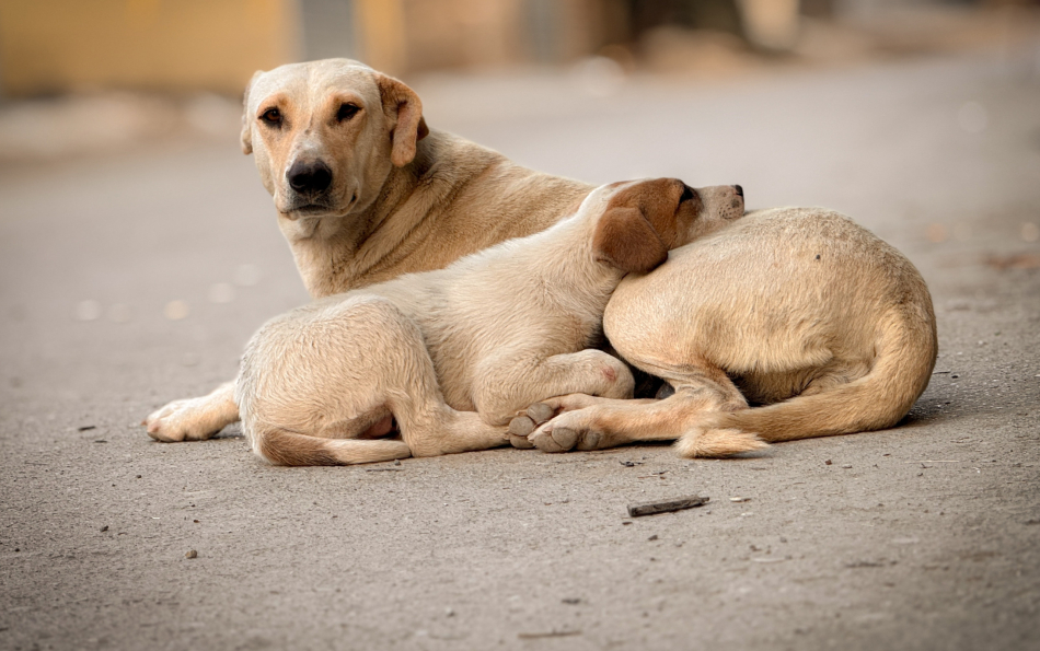 Spain Tops Europe for Pet Abandonment, New Report Finds
