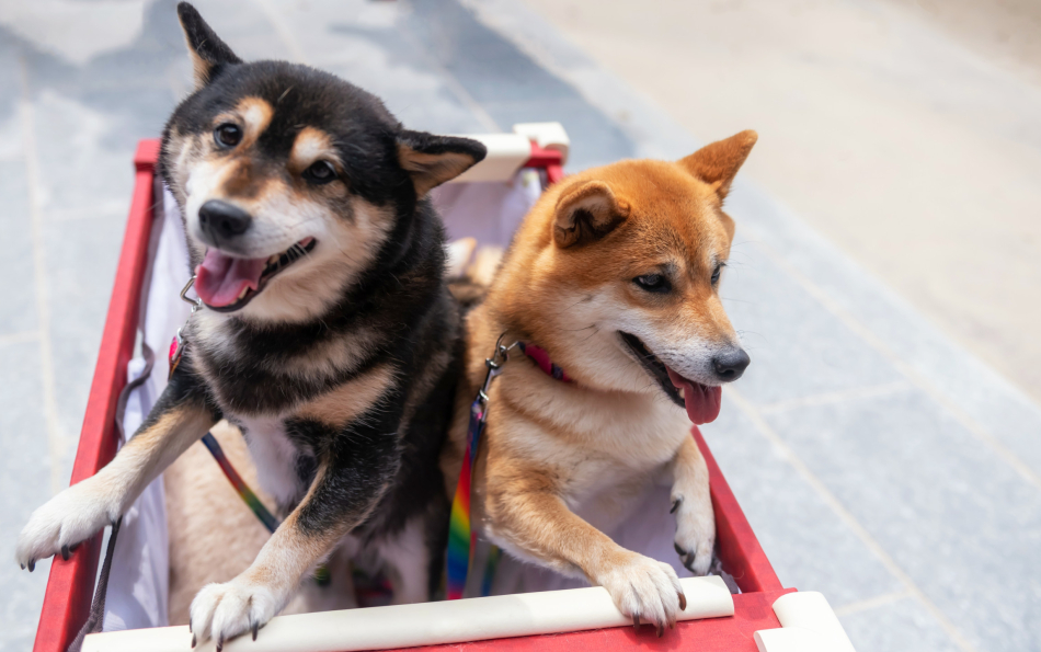 Minutes Can Cost Thousands: The High Price of Leaving Dogs Unattended in Spain