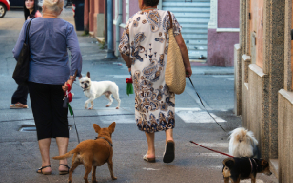 Las Fallas goes pet-friendly: Valencia introduces quiet hours for dogs