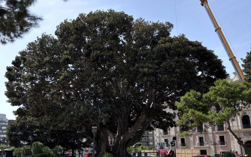 Valencia Begins Work to Protect Its Famous Centenary Ficus in the Jardines de la Glorieta