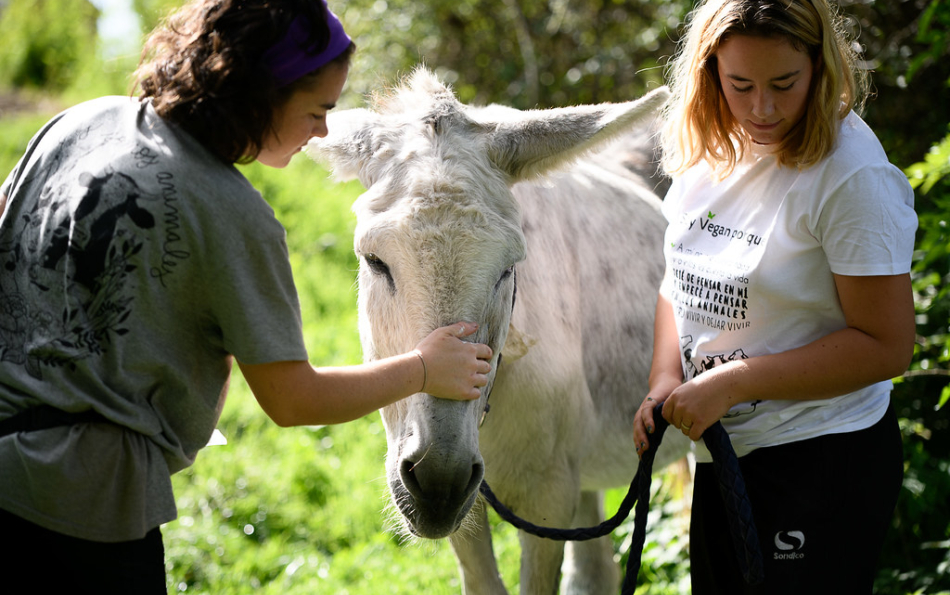 Animal Sanctuary near Barcelona Seeks Volunteers to Care for Rescued Wildlife
