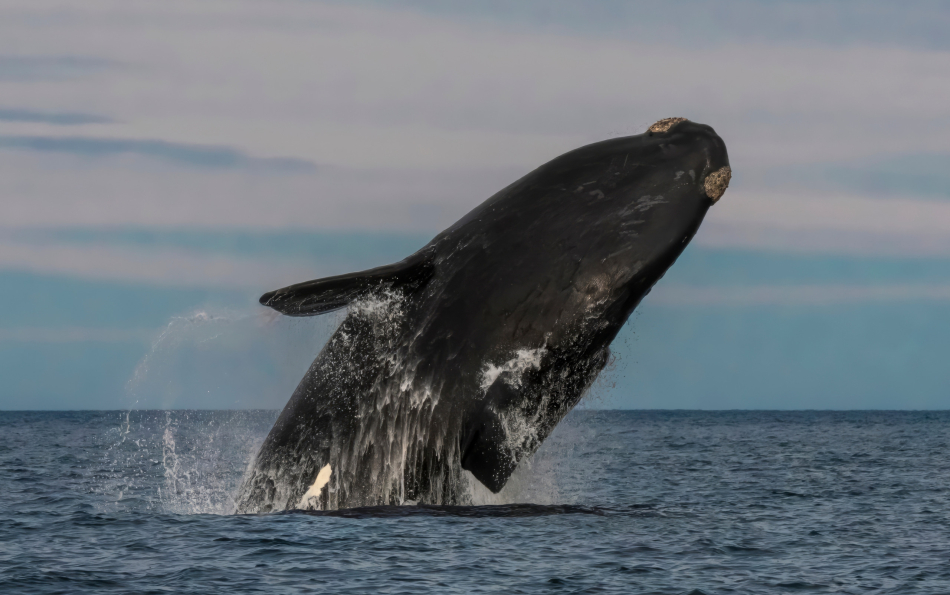Whale-Watching Season Begins off Dénia — 62 Fin Whale Sightings in a Month