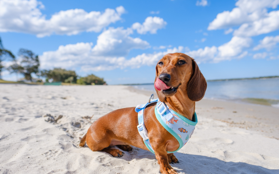Dog Days of Summer: The Ultimate Guide to Pet-Friendly Beaches in Valencia