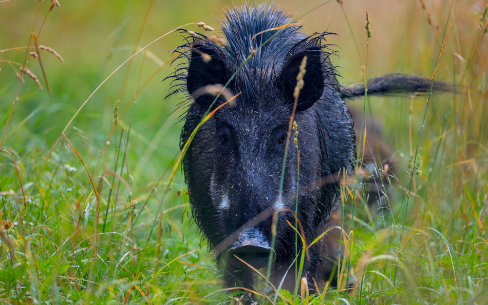 A wild boar disrupted public transport in Valencia