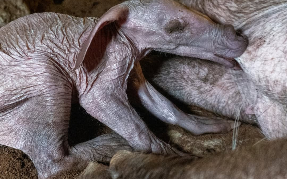 An aardvark has been born at Valencia’s Bioparc