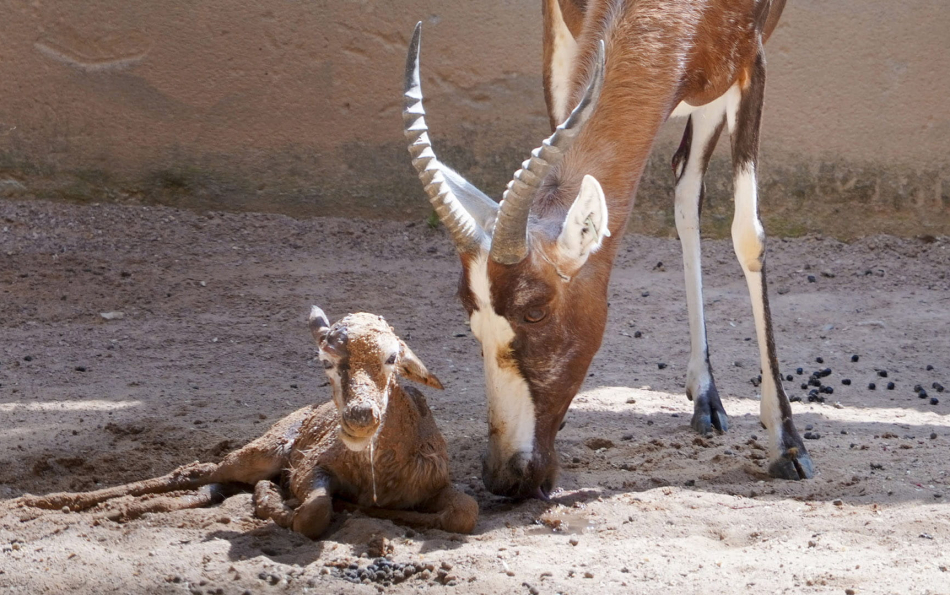 A Blesbok Calf Is Born at Bioparc Valencia — Part of Spain's Largest Herd