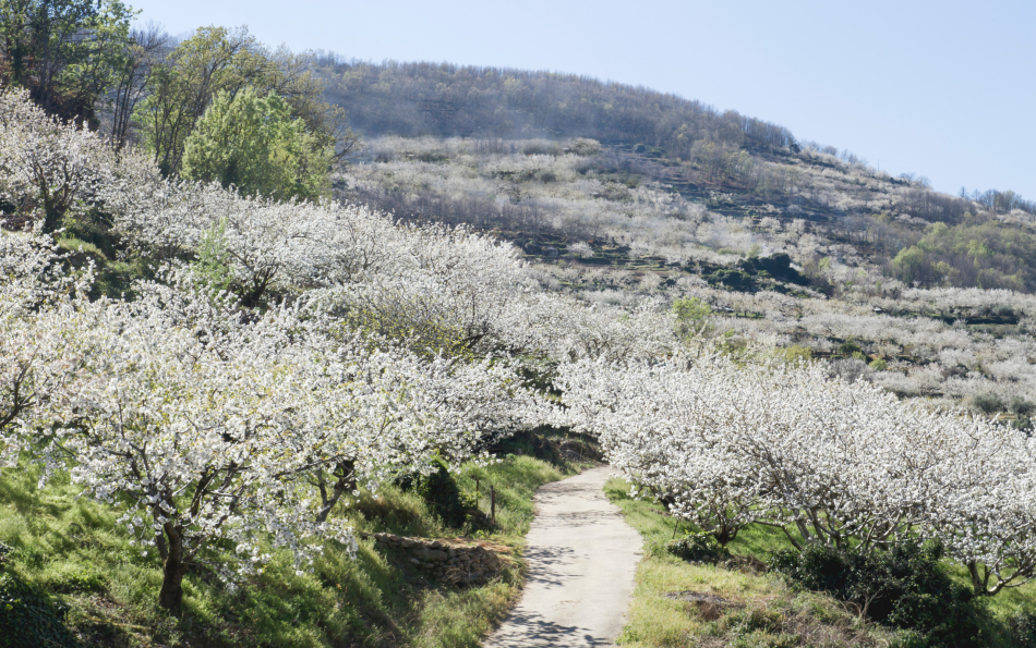 Millions of Cherry Blossoms: A Guide to the 2026 Season in the Jerte Valley