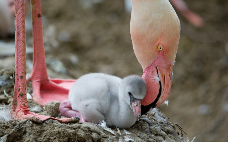 Flamingo Chicks Have Hatched at the Torrevieja Lagoon — Up to 18,000 Birds Are Nesting This Season