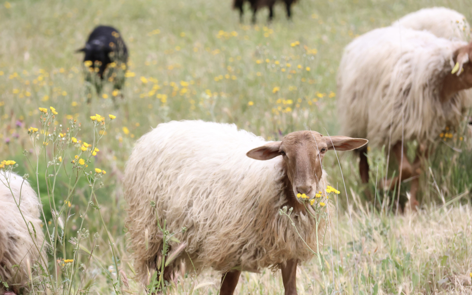 Sheep Take Over the University: Guided Walks and Shearing Workshops at Madrid’s Complutense Campus