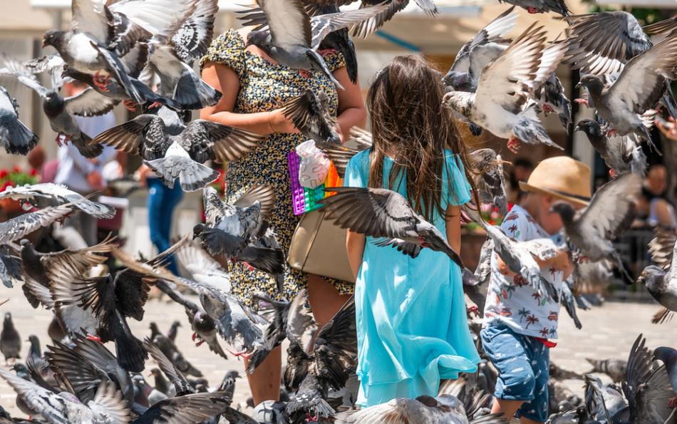 Valencia Launches Anti-Pigeon Feeding Campaign — Fines Up to €3,000 for Offenders